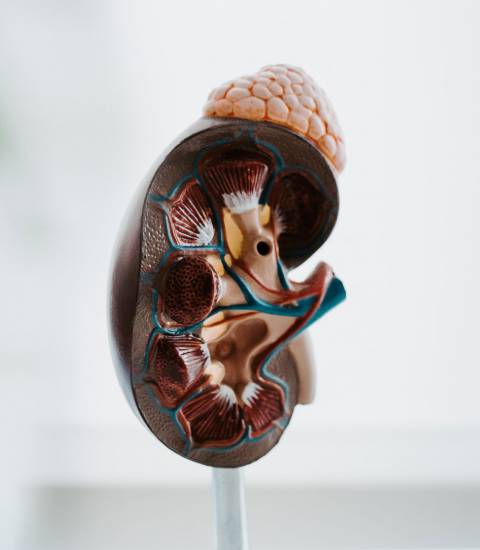Innere Medizin